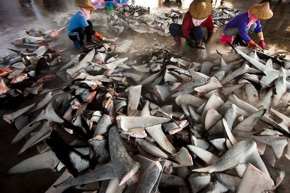 2013-12-28-SharkFinners2